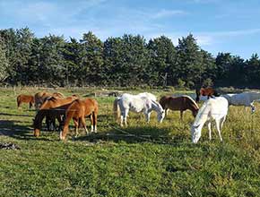 centre equestre la catherine